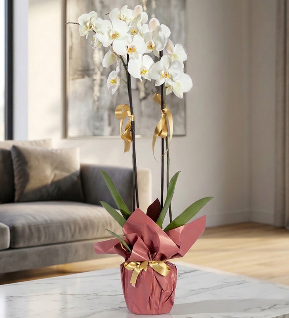 Somon Buketli Saksıda Phalaenopsis Beyaz Çift Orkide
