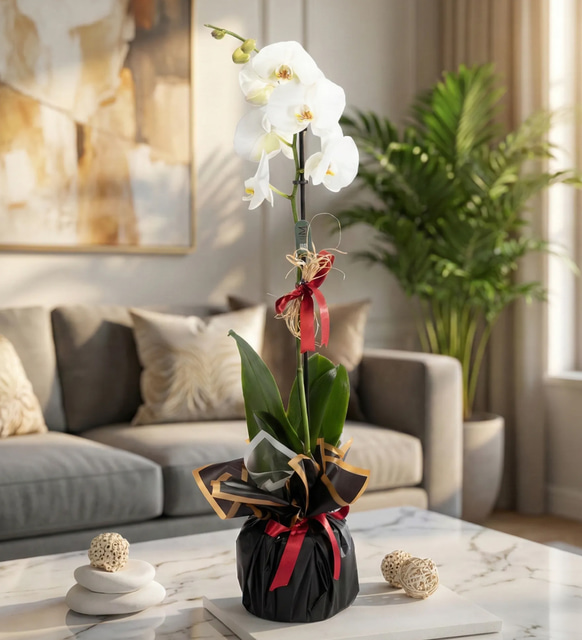 Siyah Buketli Saksıda Tekli Beyaz Orkide