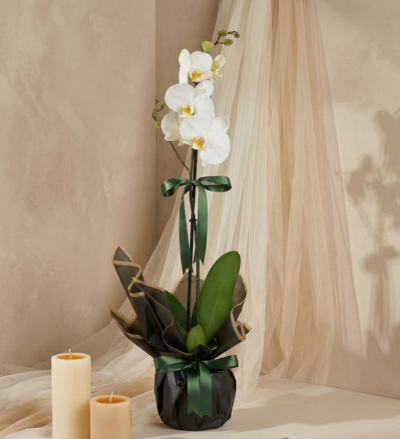 Siyah Buketli Polimer Saksılı Beyaz Tekli Orkide